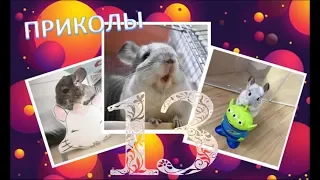 Лучшие приколы про ШИНШИЛЛ! Смешные ШИНШИЛЛЫ! Funny chinchillas❤#13