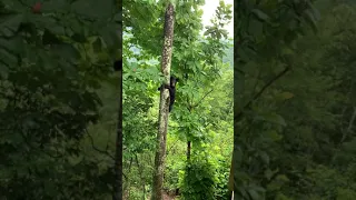 North Carolina Resident Captures Rare Moment of Bear Jumping to a Tree