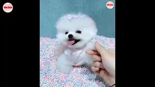 White Puppies TikTok Chó Phốc Sóc Mini 😍 Funny and Cute Pomeranian #47