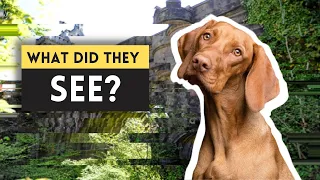 Dogs KEEP Jumping OFF This Bridge: Mystery In Scotland