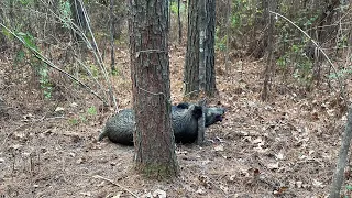 Hog Trapping/Snaring! Cheapest method?