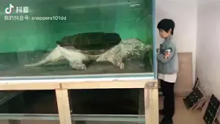 tortuga caimán gigante