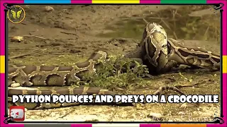 Python pounces and preys on a crocodile