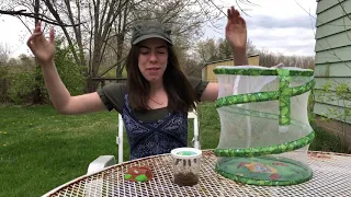 Moving chrysalises from caterpillar cup to butterfly net