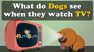 What do Dogs see when they watch TV? + more videos | #aumsum #kids #science #education #children