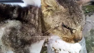 Kucing sakit gatal gatal sampai rontok bulu bulunya.