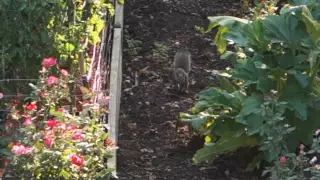 Squirrel wars - electric fence protects tomatoes