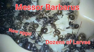 Messor Barbarus ant colony update after 9 months! | Messor Barbarus ep3