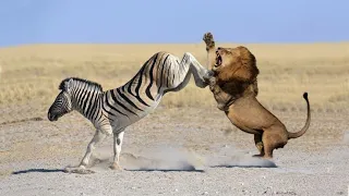 Zebra Knockout A Lioness #short #wildlifenatureadventures #lion #zebra