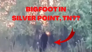 Footage of a possible Bigfoot in Silver Point Tennessee