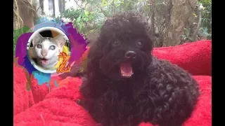 Funny ANIMALS - Funny Fails 2017 Try Not To Laugh - Best funny videos 2017 - Zip Family [Vol.21]