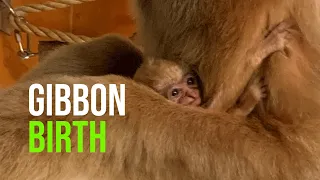 White-cheeked Gibbon Birth At Akron Zoo