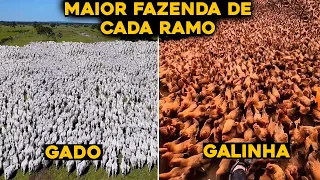 A MAIOR FAZENDA DO BRASIL DE CADA RAMO DIFERENTE