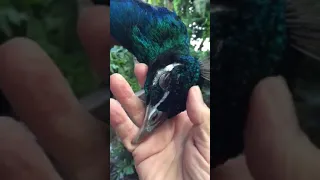 Abe: my pet peacock