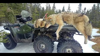 53.4 lb Newfoundland Coyote Hunt