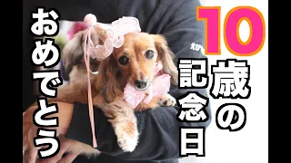 【元保護犬】家族になって3年半 10歳の誕生日を盛大にお祝いしました！！【カニンヘンダックスえびすの日常】