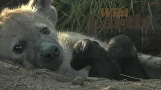 WildEarth - Sunrise Safari - 29 March 2020