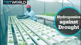 Farmer in Zimbabwe turns to hydroponics to beat severe drought