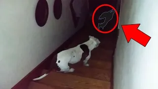 Scary moments when pets see a real ghost in SL | Страшные моментов, когда питомцы видят призраков