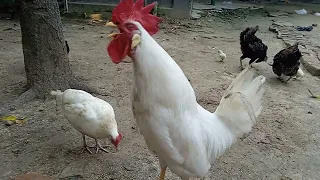 White leghorn rooster crowing. beautiful rooster crowing in the morning