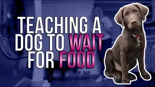 TEACHING A DOG TO "WAIT" FOR FOOD