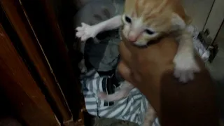 Cara Bedakan Anak kucing kampung dan persia