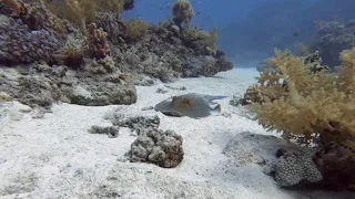 Red Sea scuba diving - Rocky, Zagrabad and St. Johns