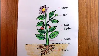 Parts Of a plant Drawing/lets draw the plarts of a plant,