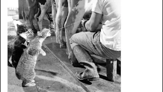 Легендарное кошачье фото 1953 года, от журнала Лайф