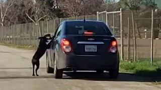 Mann beim Aussetzen seines Hundes erwischt und konfrontiert...