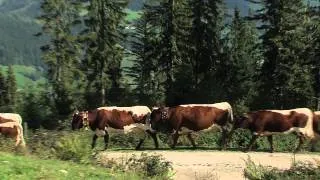 Bauernherbst im SalzburgerLand