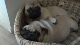 Pug loving Hug