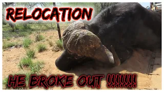 relocating a Buffalo bull (((DUGGABOY)))