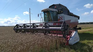 Уборочная 2021! Убираем озимую пшеницу комбайнами ACROS 585 и ACROS 550!