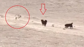 Tibetan mastiffs vs wolves, leopards, bears and lynx ( Nonstop action)!!!