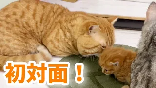 The kitten saw his father Chacha For the First Time.