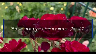 Роза полуплетистая № 47. Питомник растений Е. Иващенко
