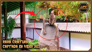 Strange creature caught on tape in the Japanese park in Managua 2022 - Real or fake?