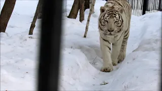 Бенгальский тигр Зао. 23.03.21 г.