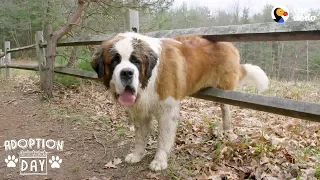 130-Pound Dog Gets His First Home Ever | The Dodo Adoption Day