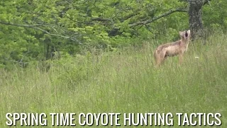 Spring Time Coyote Hunting Tactics