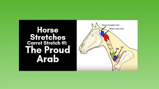 Horse Stretches: Carrot Stretch #1: The Proud Arab (2020)