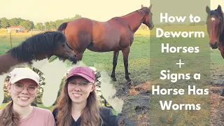 How to Deworm Horses + Signs a Horse Has Worms