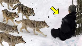 Angry Wolves Surrounded a Wounded Man. You Won't Believe What They Did Next!