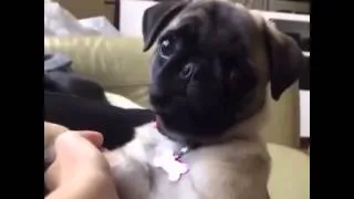 Introducing the world's cutest baby pug | Funny videos 2015