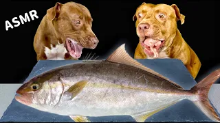 ASMR MUKBANG PITBULL EATING RAW FISH