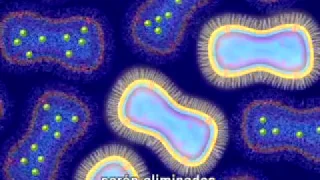 Spanish Translation - Animation of Antimicrobial Resistance