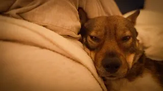 ママがいない夜中、ずっと犬に起こされて眠れないんです…