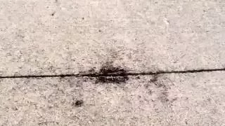 Ants in a crack with cricket serenade