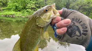 Aquashicola Creek / Lehigh River Fishing With Jerk Bait